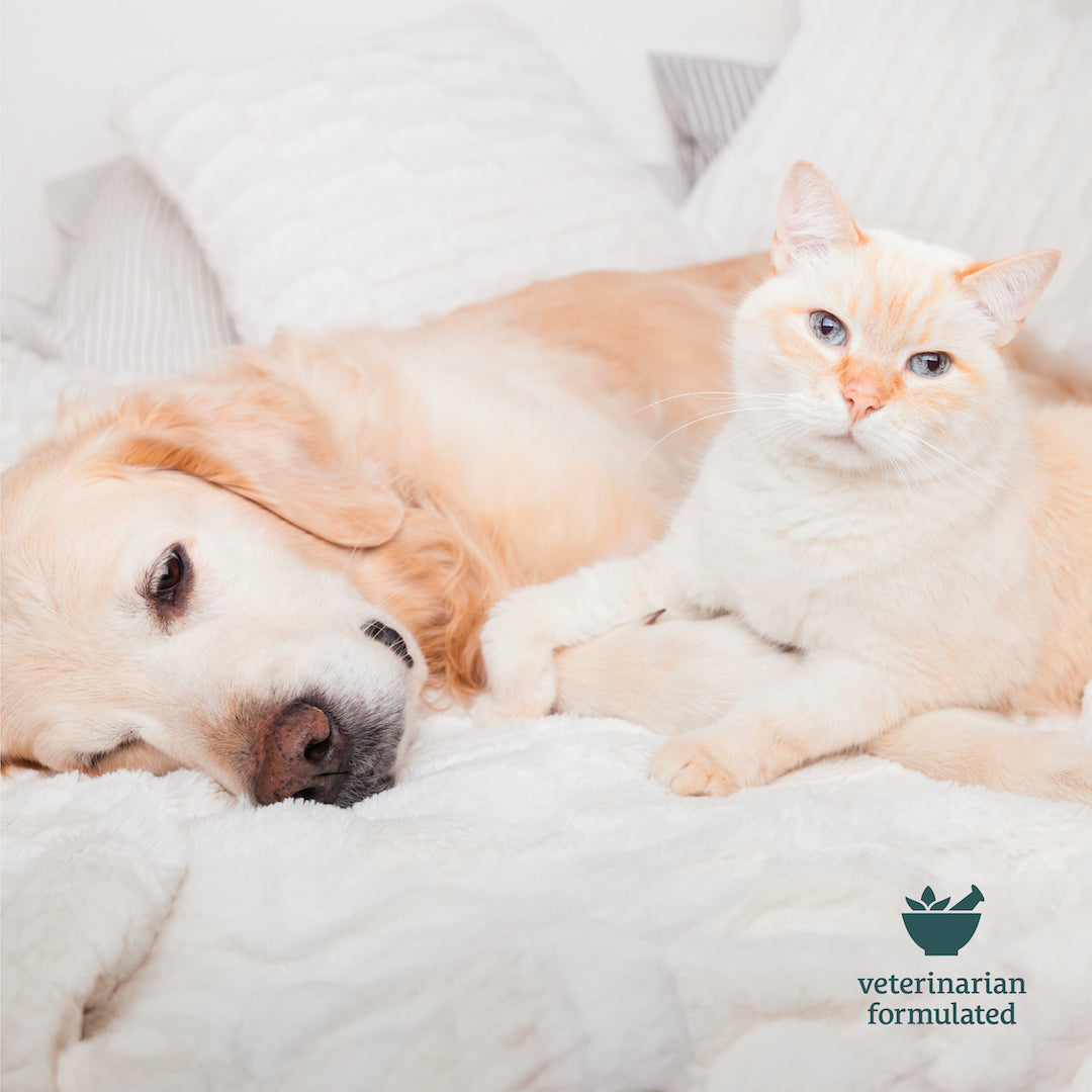 A dog and a cat lying together on a white bed, with a "veterinarian formulated" logo at the bottom right and a pack of Sunmed CBD Broad Spectrum Chillin’ Out CBD Pet Chews nearby.