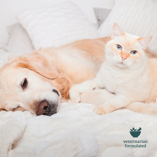 A dog and a cat lying together on a white bed, with a 