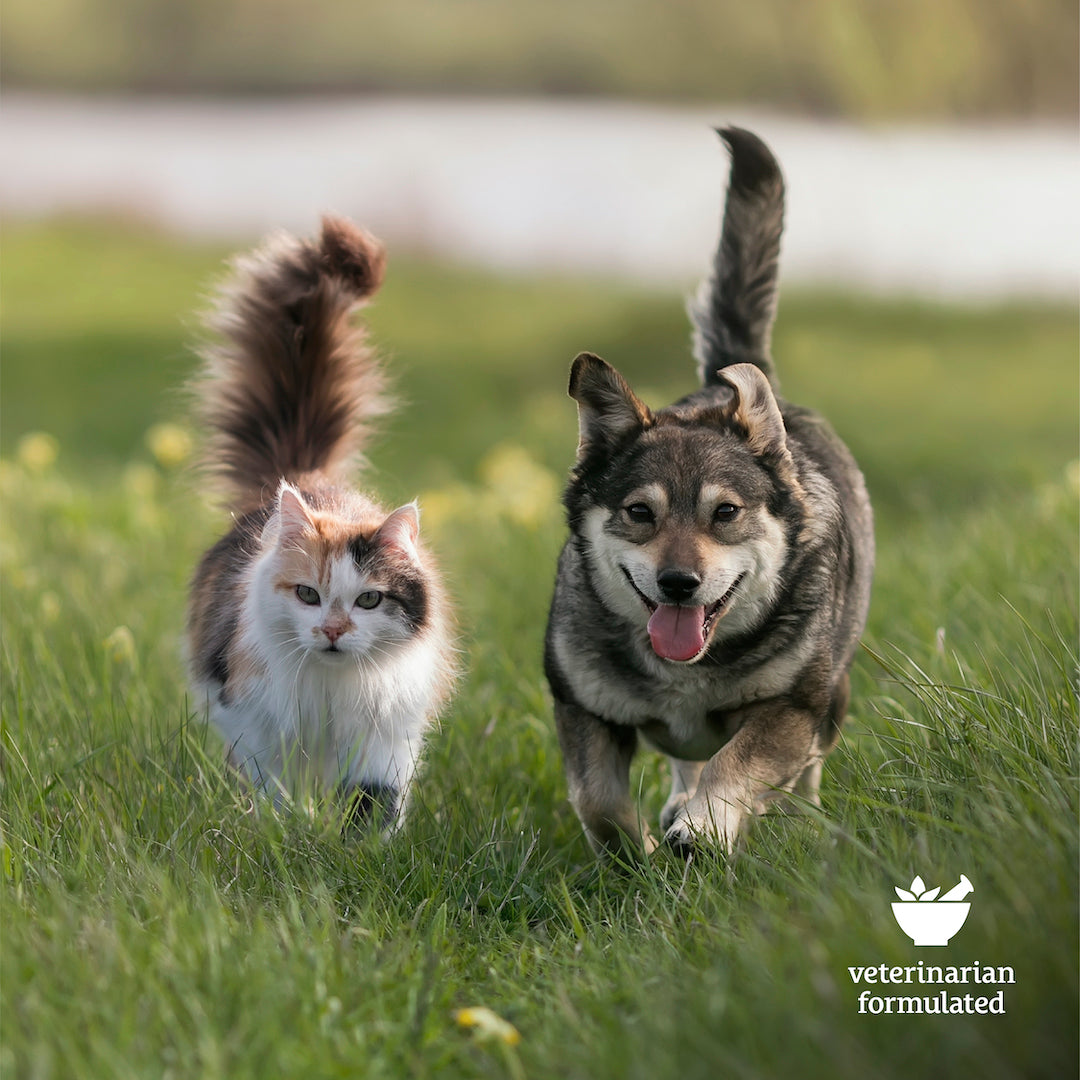 A cat and a dog happily running side by side on green grass in a field, showcasing their vitality thanks to Sunmed CBD's Broad Spectrum Movin’ Easy Relief CBD Pet Chews. A "veterinarian formulated" icon is in the corner.