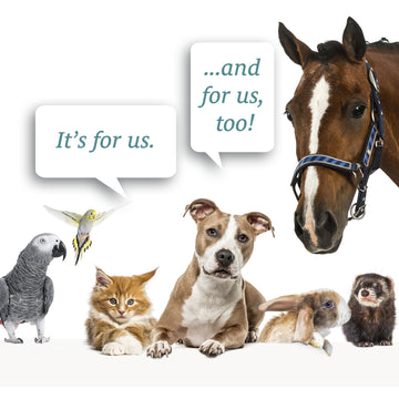 A dog, cat, rabbit, ferret, parrot, and horse gather around a Sunmed CBD Broad Spectrum CBD Pet Tinctures bottle with speech bubbles saying, "It&